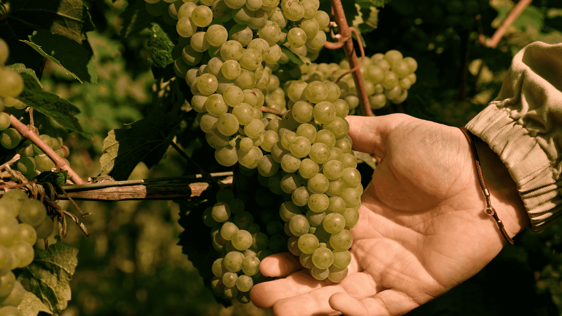 Traubenlese im Rheingau